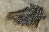 Spiny Leonaspis Trilobite - Foum Zguid, Morocco #204817-5
